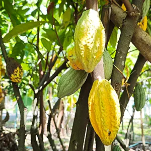 Distinctive terroirs and varieties
